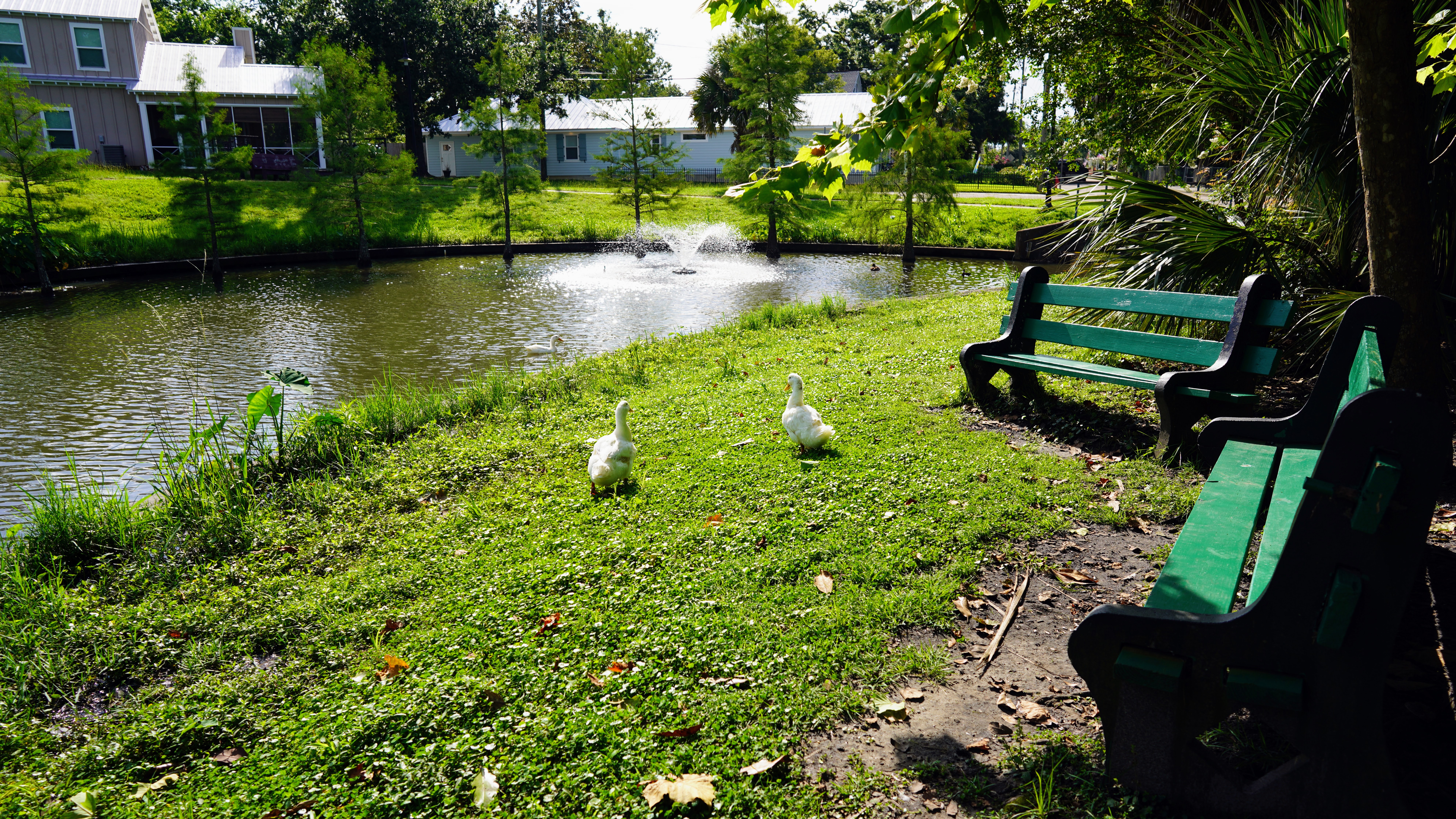 Ducks at the Bay St. Louis Duck Pond