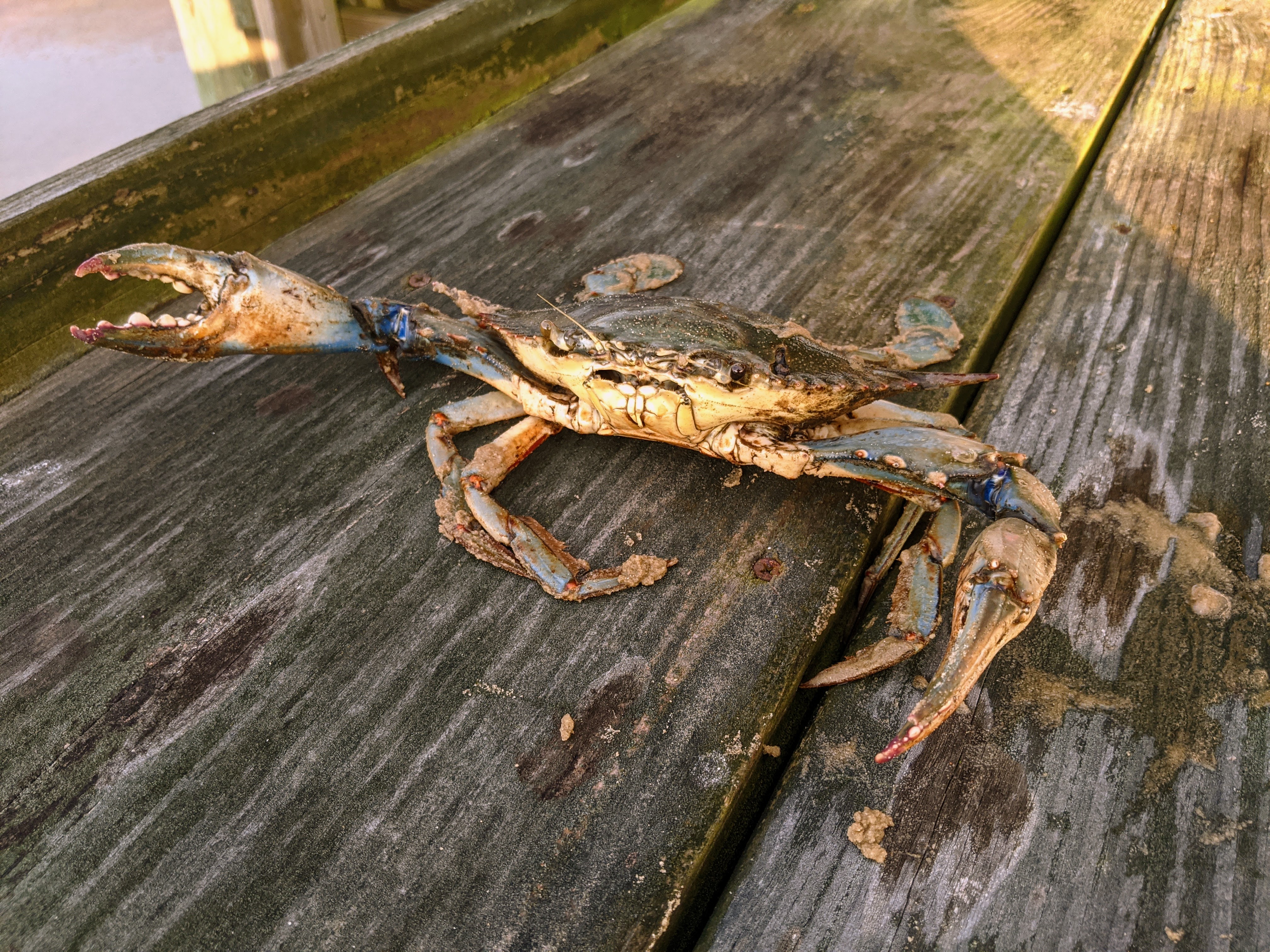 Blue crab caught while wade fishing on Mississippi Gulf Coast